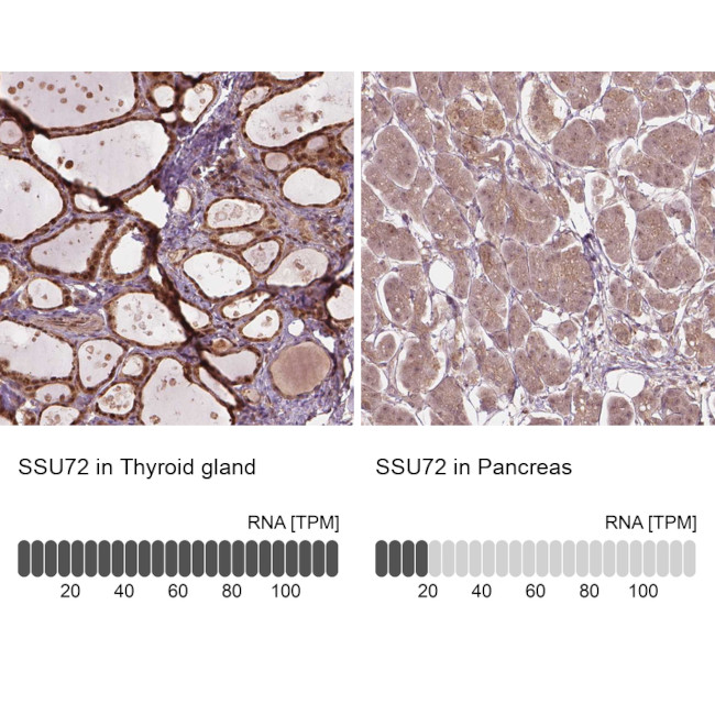 SSU72 Antibody