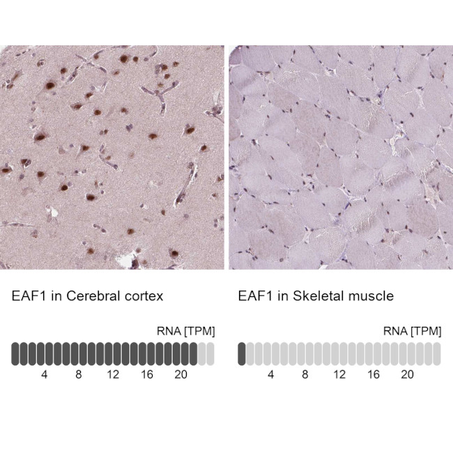 EAF1 Antibody in Immunohistochemistry (IHC)