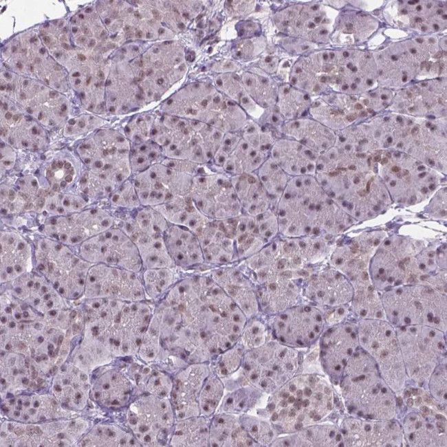 PHAX Antibody in Immunohistochemistry (IHC)