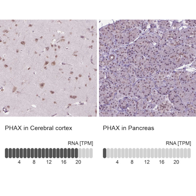 PHAX Antibody