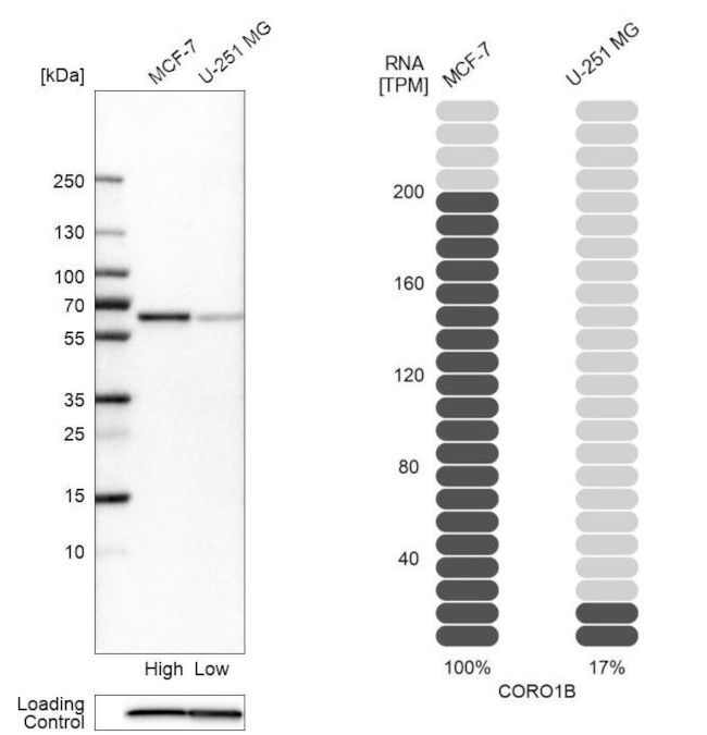 Coronin 1B Antibody