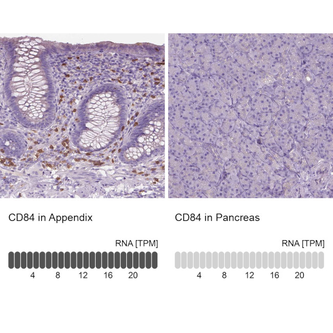 CD84 Antibody