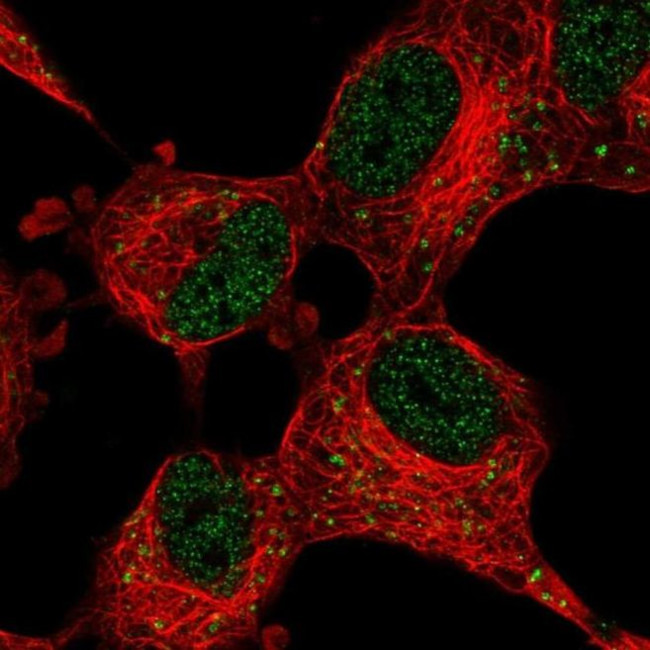 p35 Antibody in Immunocytochemistry (ICC/IF)