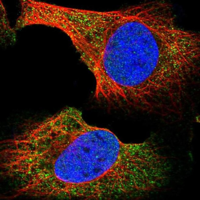 BHLHB9 Antibody in Immunocytochemistry (ICC/IF)