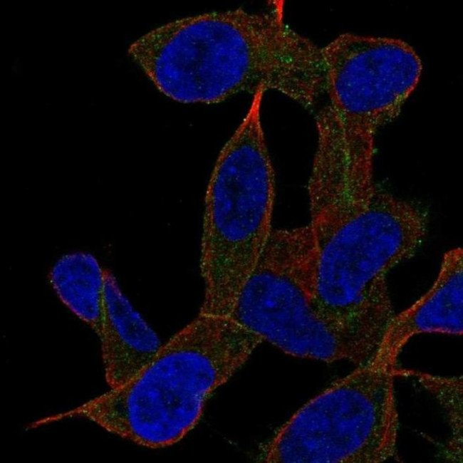 GAB2 Antibody in Immunocytochemistry (ICC/IF)