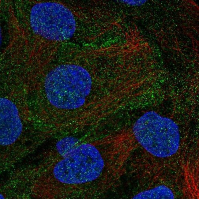 DLG5 Antibody in Immunocytochemistry (ICC/IF)