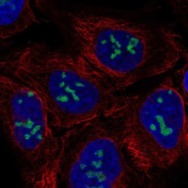 NO66 Antibody in Immunocytochemistry (ICC/IF)