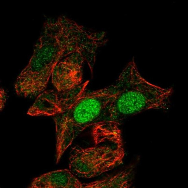 MIXL1 Antibody in Immunocytochemistry (ICC/IF)