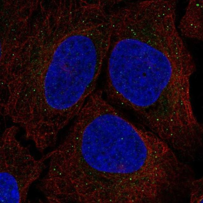 Serine racemase Antibody in Immunocytochemistry (ICC/IF)