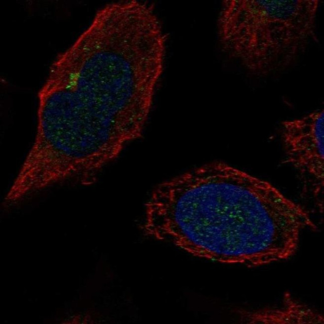 B4GALT2 Antibody in Immunocytochemistry (ICC/IF)