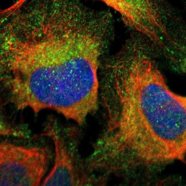 PPFIA1 Antibody in Immunocytochemistry (ICC/IF)