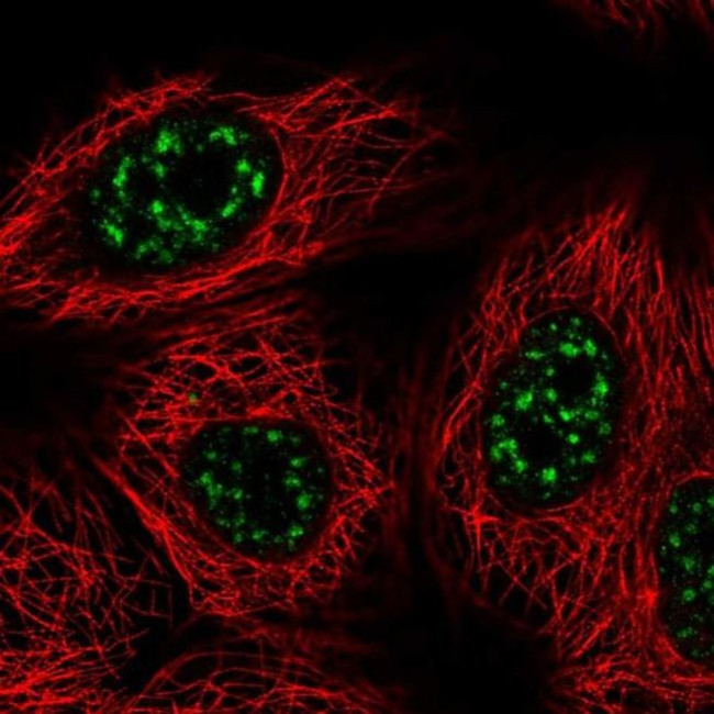 VAX2 Antibody in Immunocytochemistry (ICC/IF)