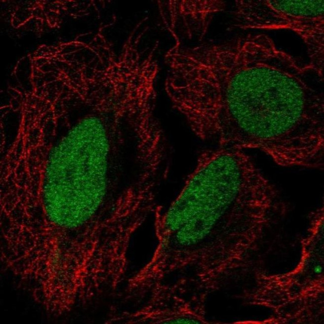 DUSP27 Antibody in Immunocytochemistry (ICC/IF)