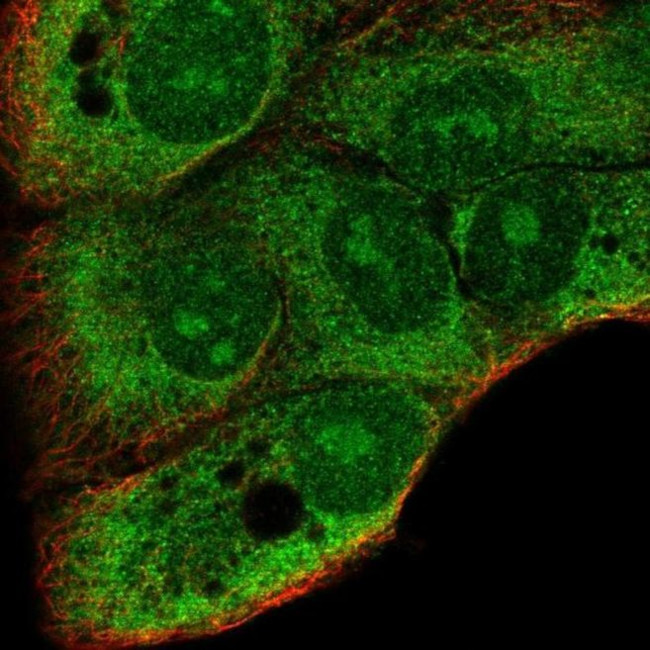 DDRGK1 Antibody in Immunocytochemistry (ICC/IF)