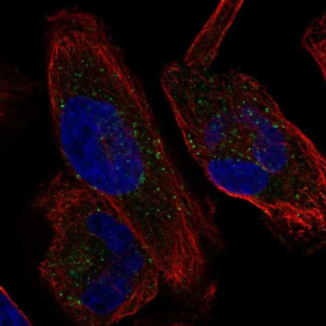 KCNH1 Antibody in Immunocytochemistry (ICC/IF)