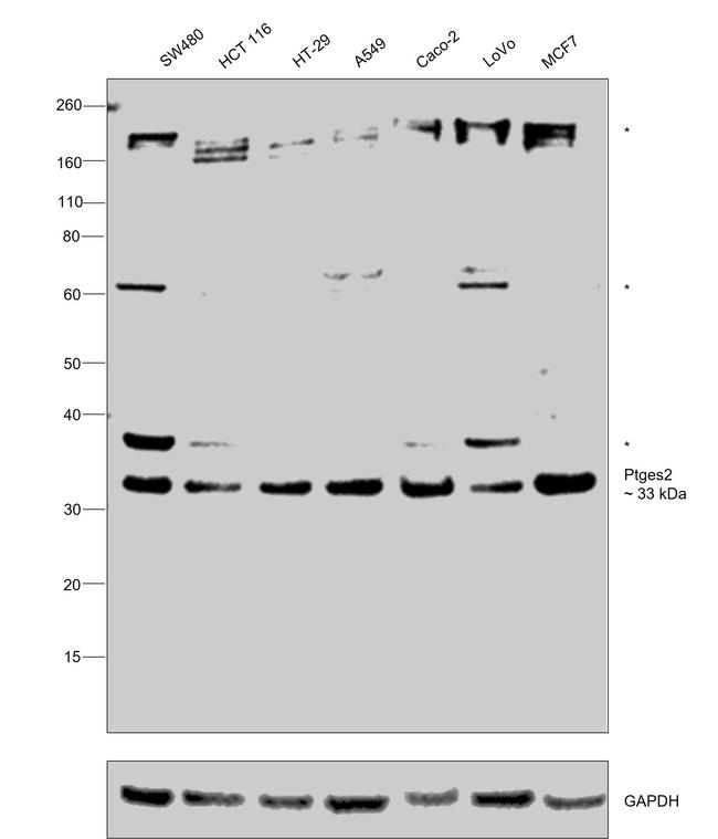 PTGES2 Antibody in Western Blot (WB)