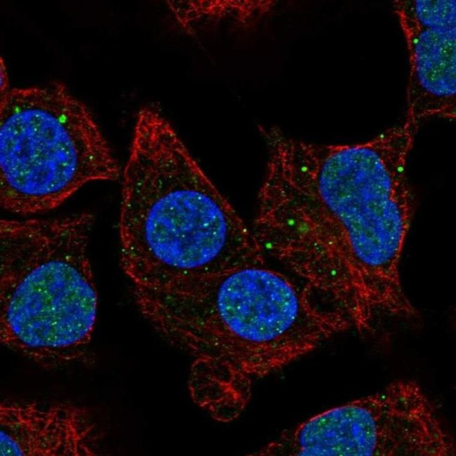 NBR1 Antibody in Immunocytochemistry (ICC/IF)