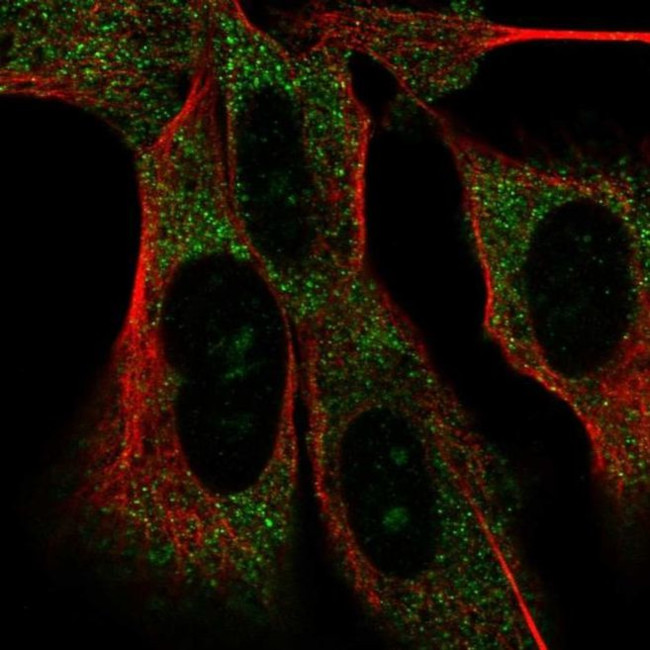 MAD2L2 Antibody in Immunocytochemistry (ICC/IF)