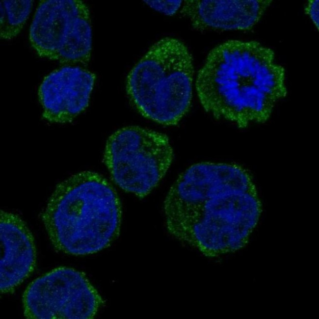 GCSAML Antibody in Immunocytochemistry (ICC/IF)