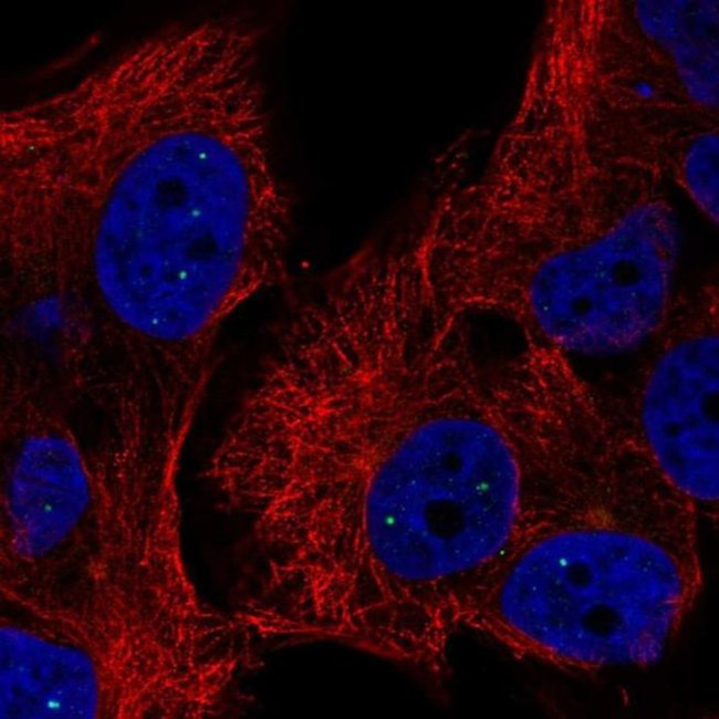 C2orf60 Antibody in Immunocytochemistry (ICC/IF)