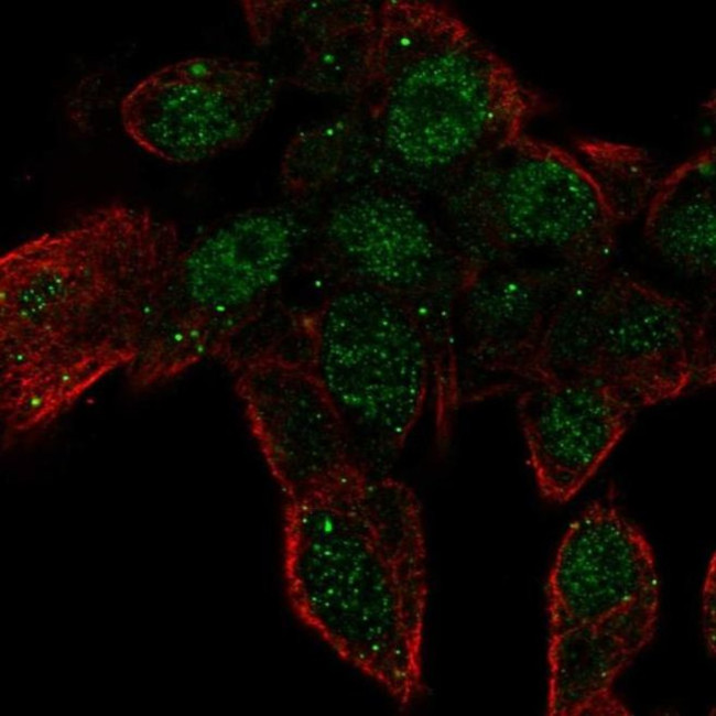 ZNF232 Antibody in Immunocytochemistry (ICC/IF)