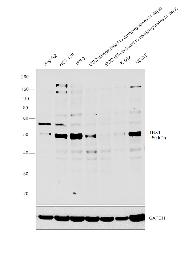 TBX1 Antibody