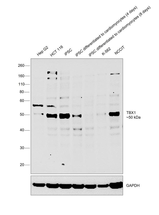 TBX1 Antibody in Western Blot (WB)