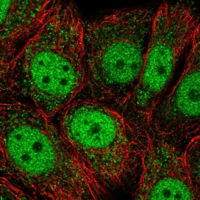 OAZ3 Antibody in Immunocytochemistry (ICC/IF)