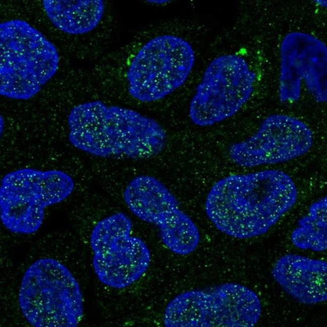 GALNT14 Antibody in Immunocytochemistry (ICC/IF)