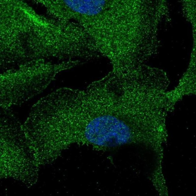 ZNF785 Antibody in Immunocytochemistry (ICC/IF)