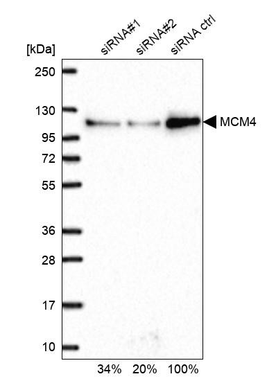 MCM4 Antibody