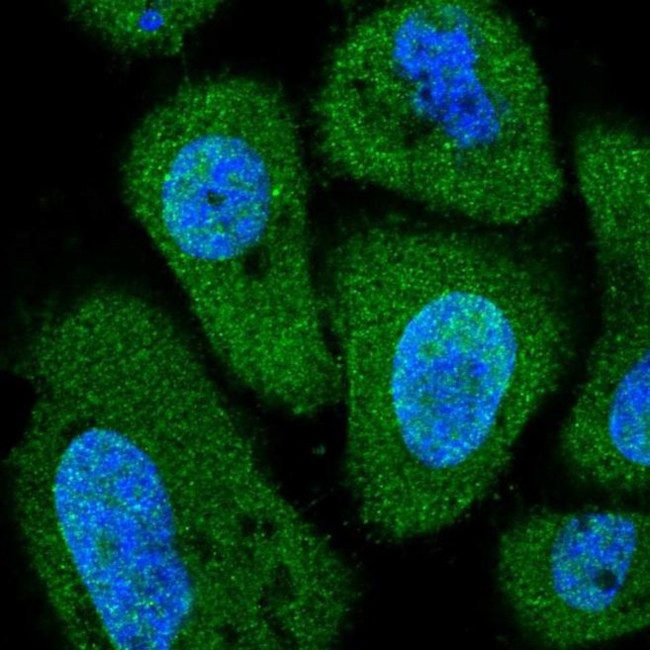 PITPNC1 Antibody in Immunocytochemistry (ICC/IF)