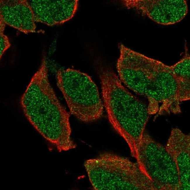 SHC3 Antibody in Immunocytochemistry (ICC/IF)