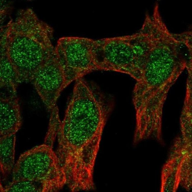 GCNF Antibody in Immunocytochemistry (ICC/IF)