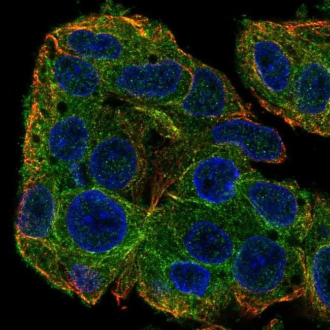 SLC38A3 Antibody in Immunocytochemistry (ICC/IF)