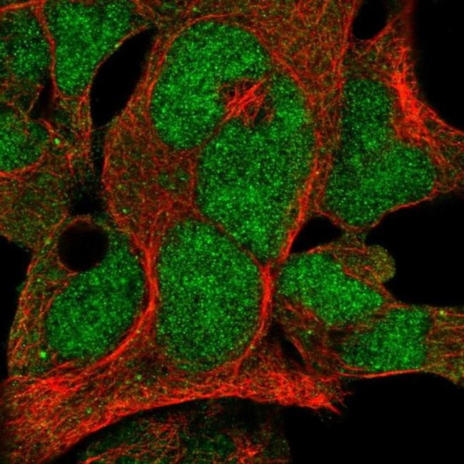 FBXO7 Antibody in Immunocytochemistry (ICC/IF)