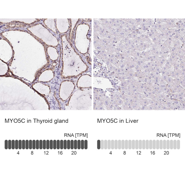 MYO5C Antibody