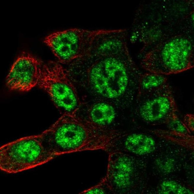 POLR2D Antibody in Immunocytochemistry (ICC/IF)