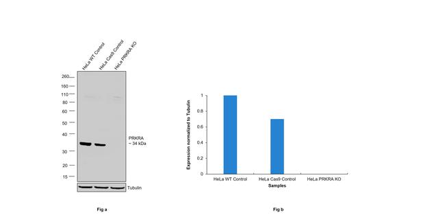 PACT Antibody in Western Blot (WB)