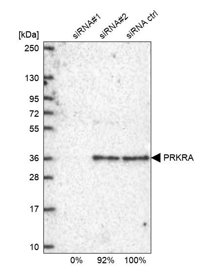 PACT Antibody