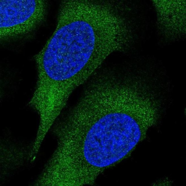 PACT Antibody in Immunocytochemistry (ICC/IF)