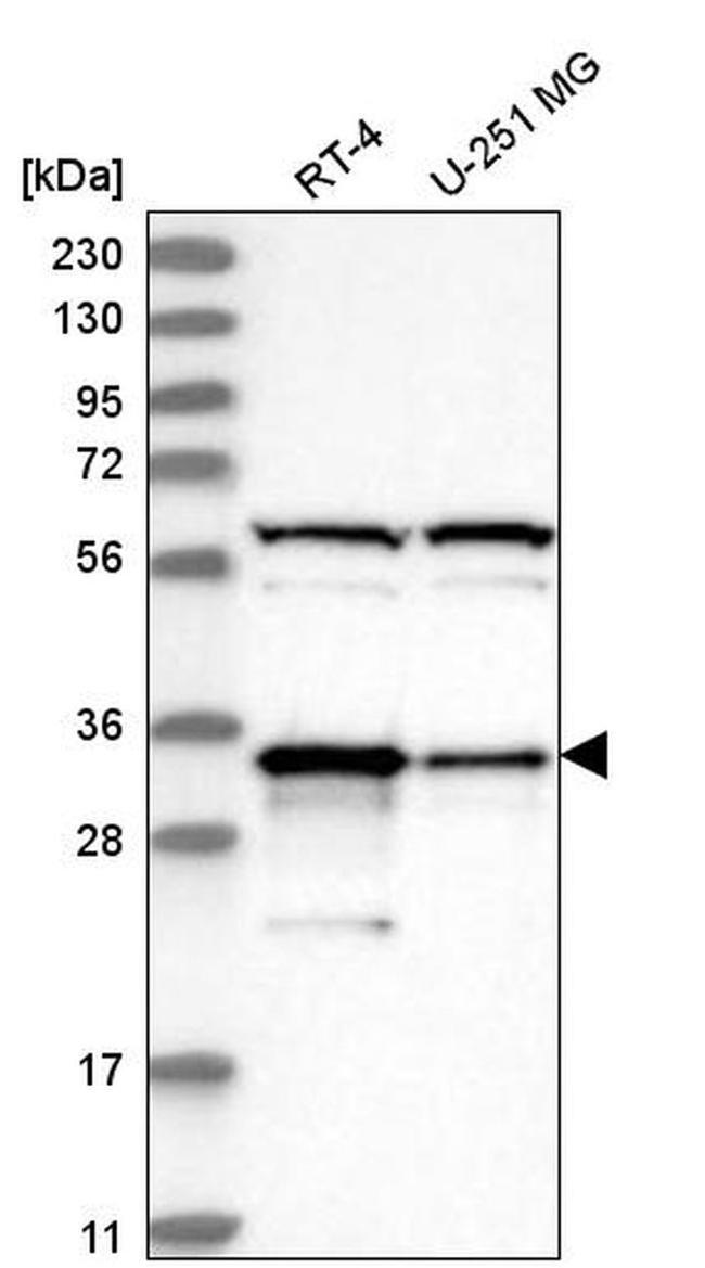 PACT Antibody in Western Blot (WB)