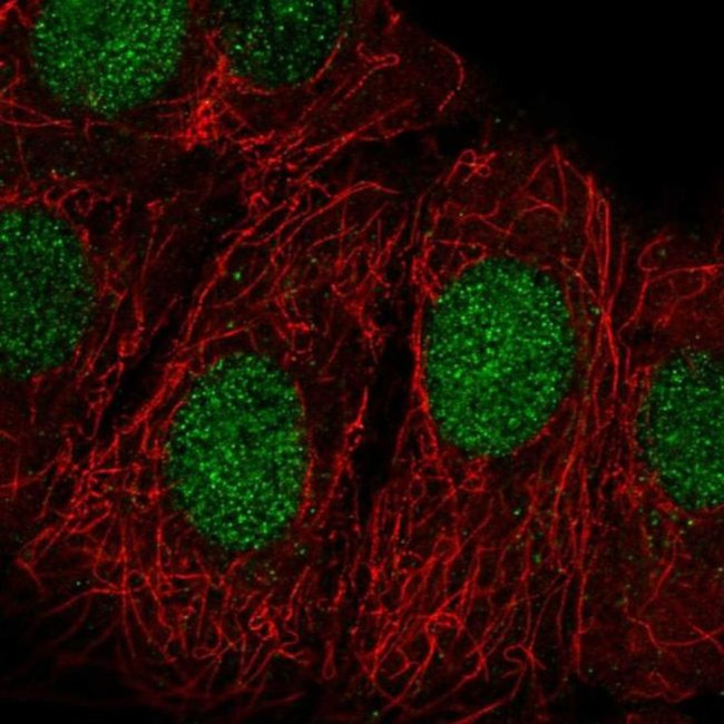 ZRANB3 Antibody in Immunocytochemistry (ICC/IF)