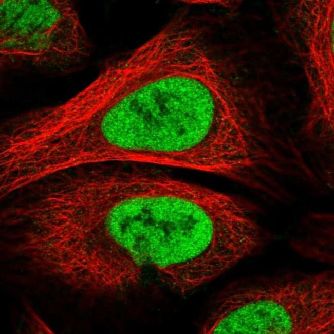 PAPOLG Antibody in Immunocytochemistry (ICC/IF)