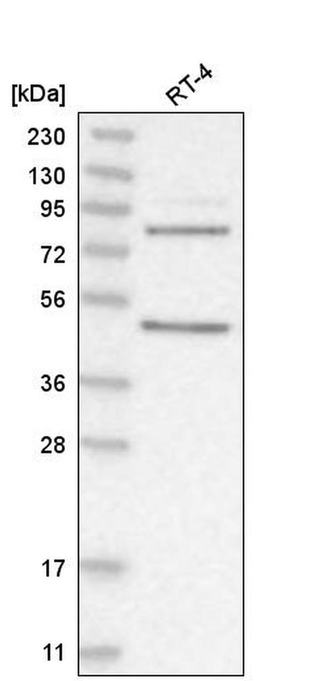 PAPOLG Antibody in Western Blot (WB)