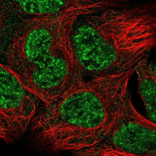 GAS1 Antibody in Immunocytochemistry (ICC/IF)