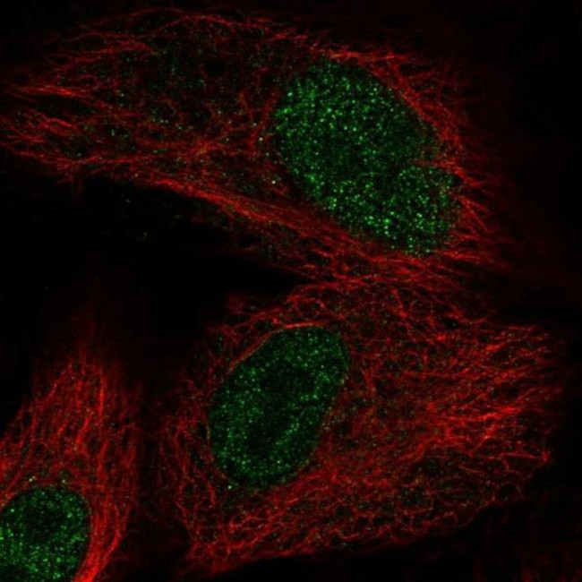 OXNAD1 Antibody in Immunocytochemistry (ICC/IF)