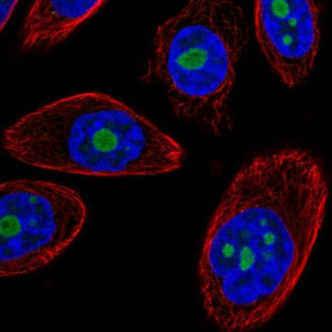 DDX50 Antibody in Immunocytochemistry (ICC/IF)