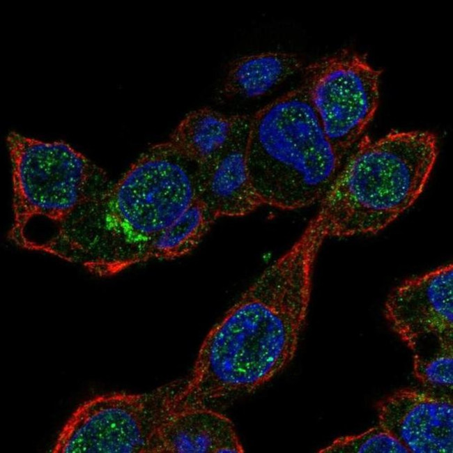 MALRD1 Antibody in Immunocytochemistry (ICC/IF)