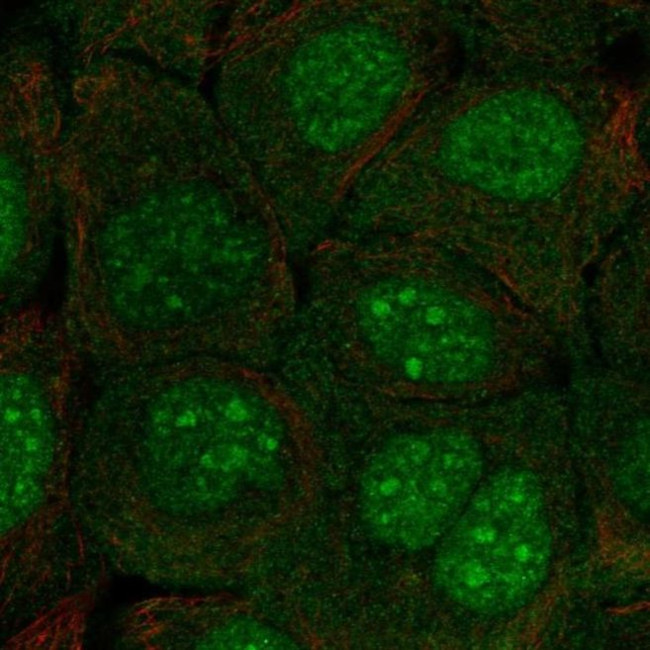 C10orf67 Antibody in Immunocytochemistry (ICC/IF)